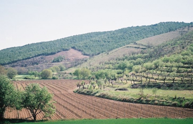 vista de un vinedo en pendiente
